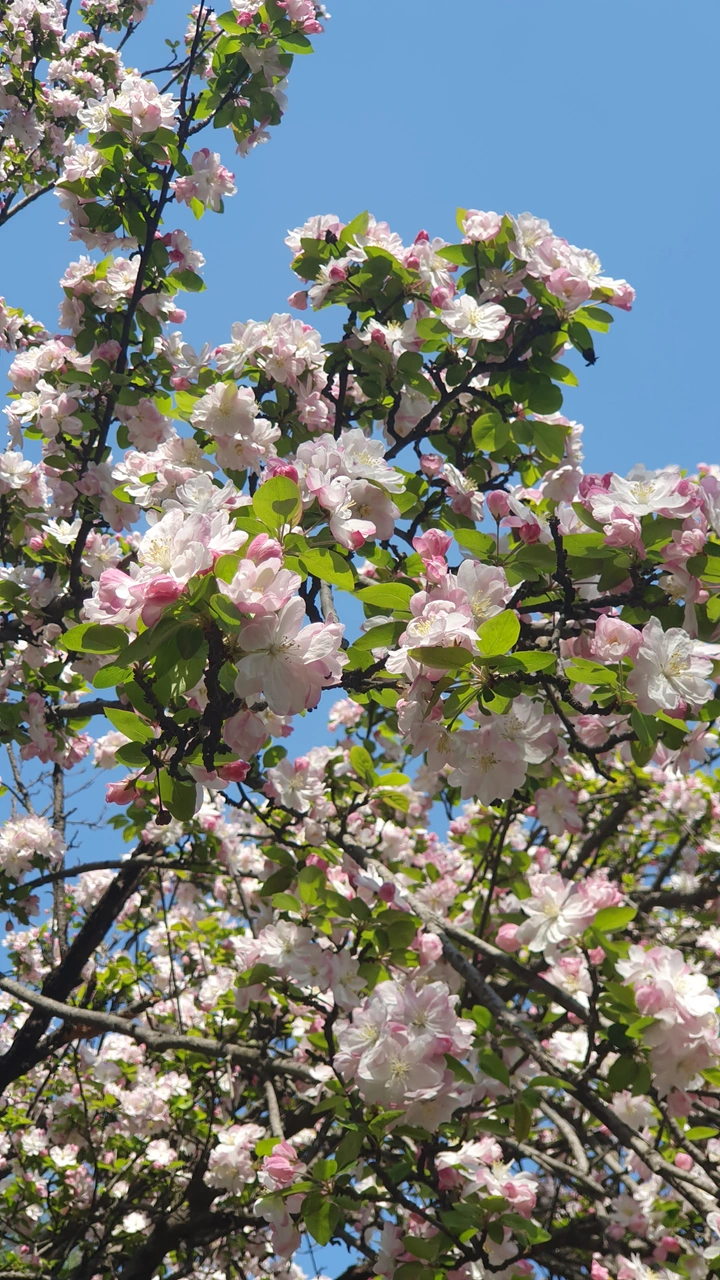 선거날 다들 쉬시나요? 봄꽃 즐기며 향기로운 하루 보내요🌸 | 키노라이츠 커뮤니티